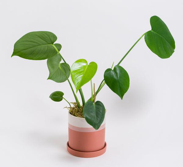 Small Monstera in Ceramic Pot "Tia"