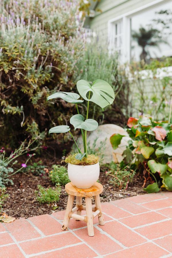 Small Monstera in Ceramic Pot "Mya"